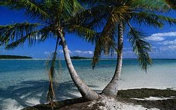 Miami Florida dade county beach scene trees